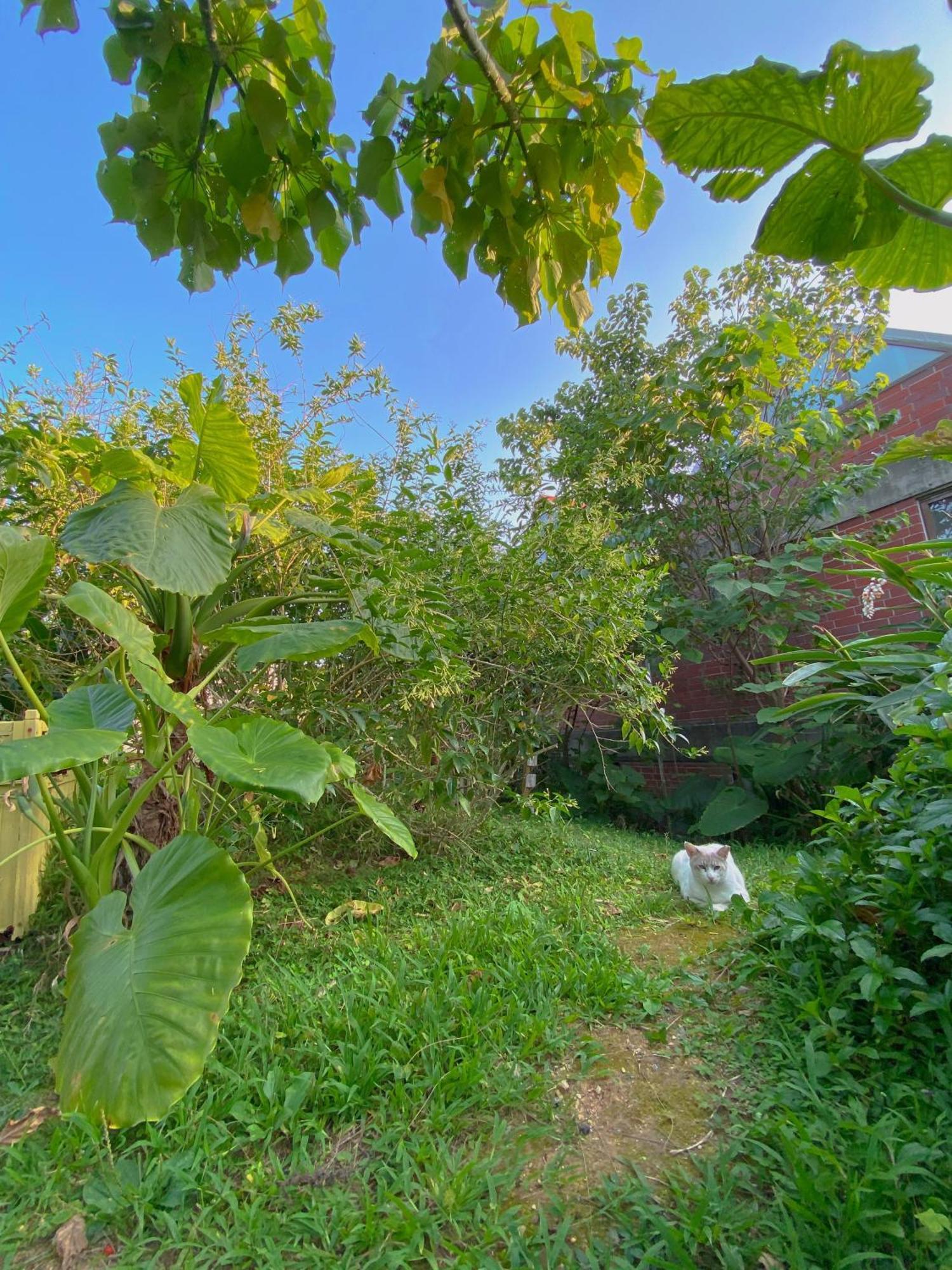 Cats,Piano & Starry Sky Resort Garden -Starry Forest Cottage Okinawa- 온나 외부 사진