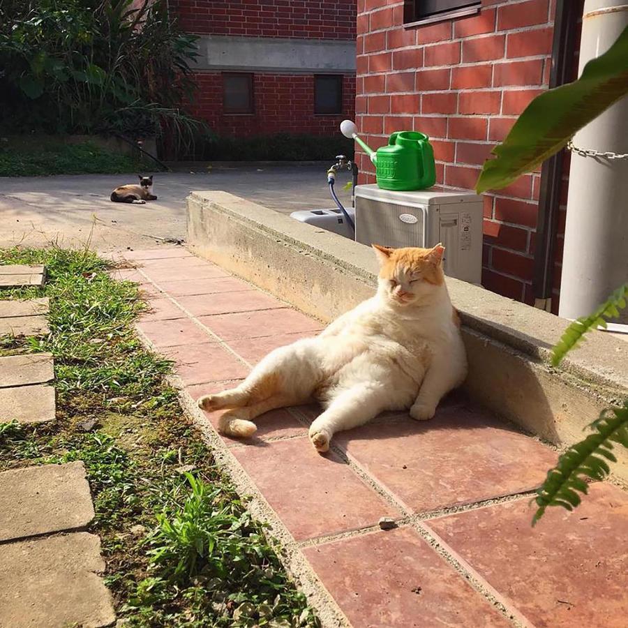 Cats,Piano & Starry Sky Resort Garden -Starry Forest Cottage Okinawa- 온나 외부 사진